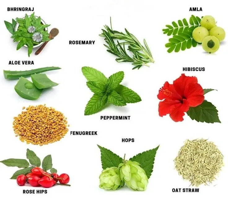 10 Best Herbs For Hair Growth