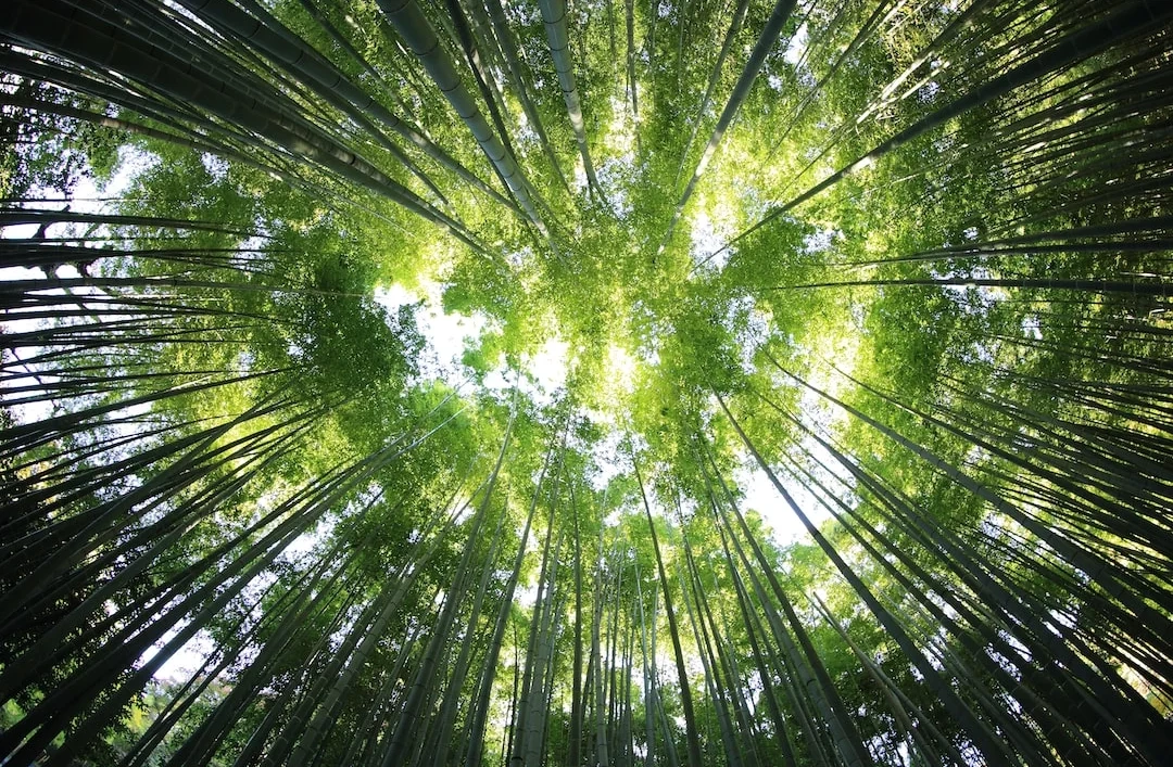 bamboo Durability and Strength