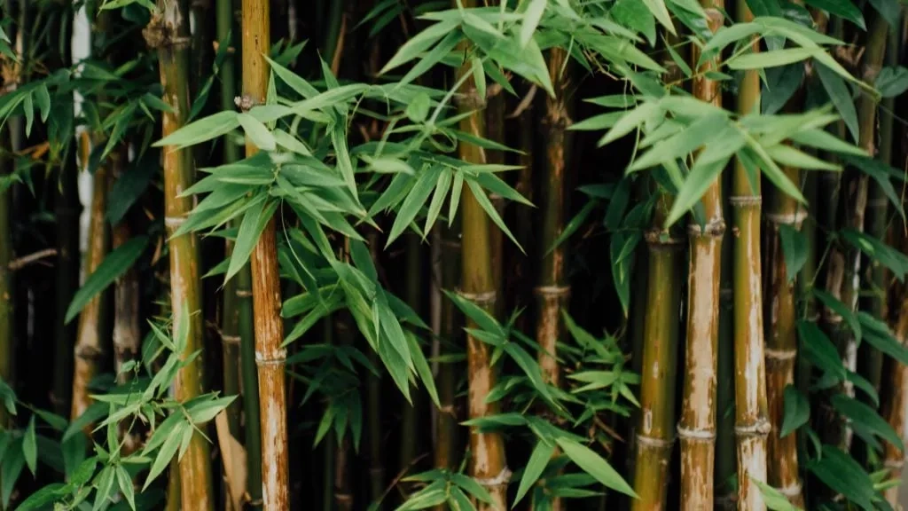 Natural Antimicrobial Properties