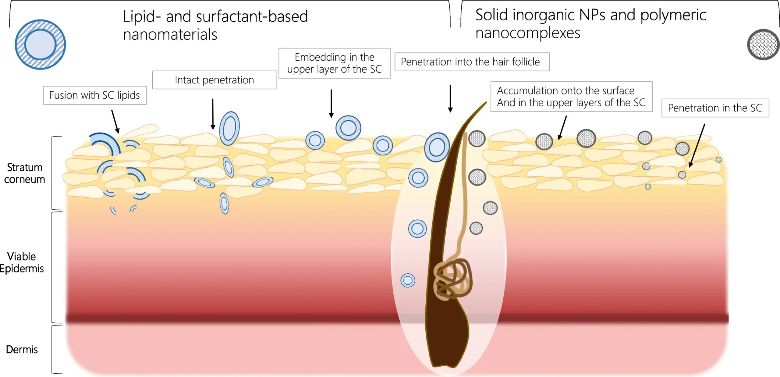 NP penetration across the skin barrier