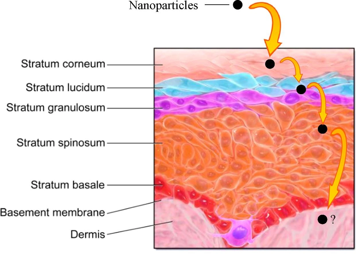Skin absorption of inorganic nanoparticles