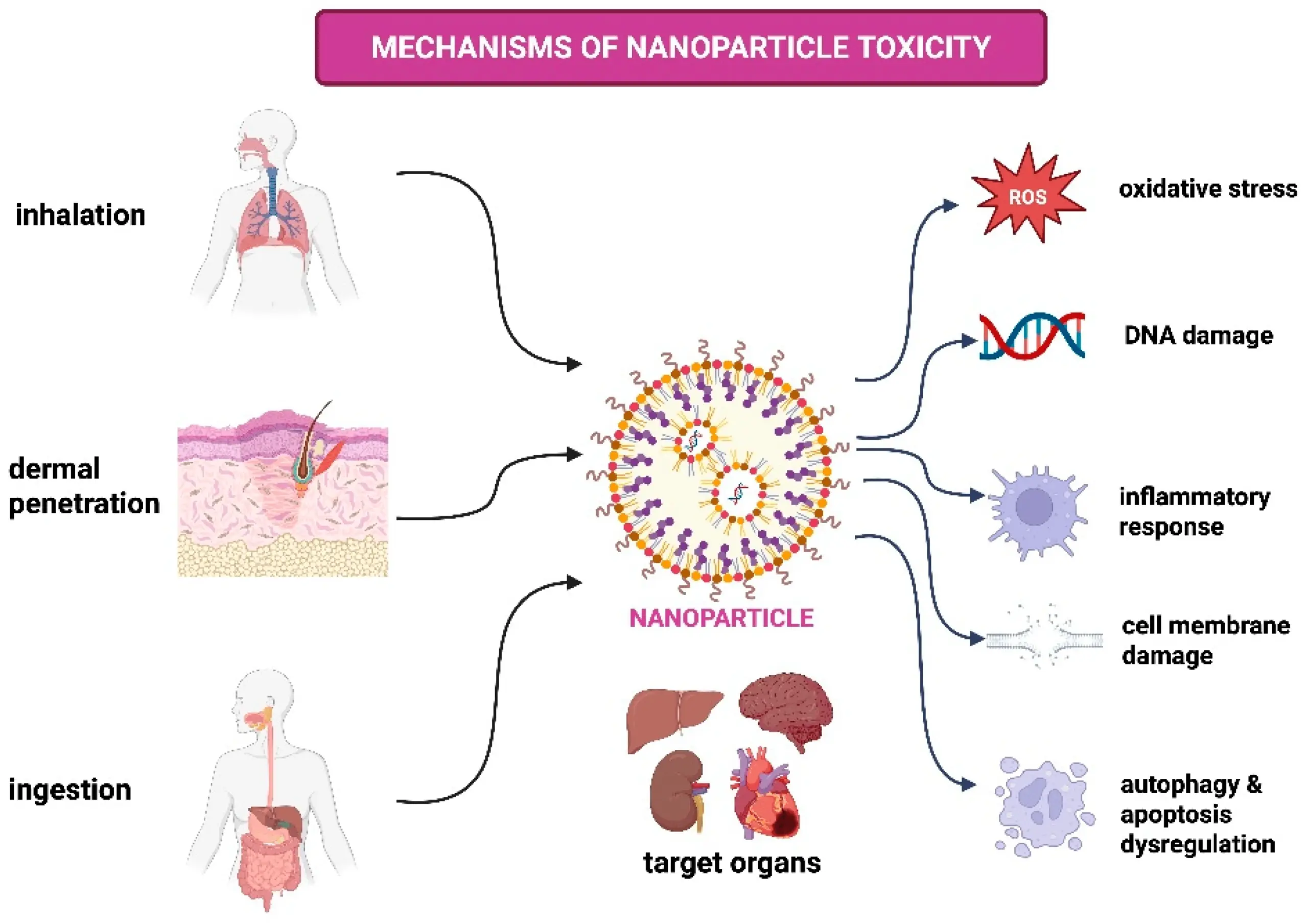 The Toxicological Profile of Active Pharmaceutical Ingredients–Containing Nanoparticles