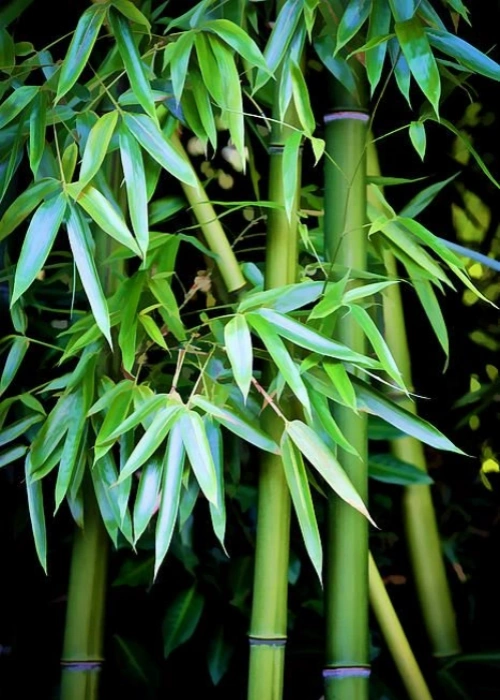 bamboo material