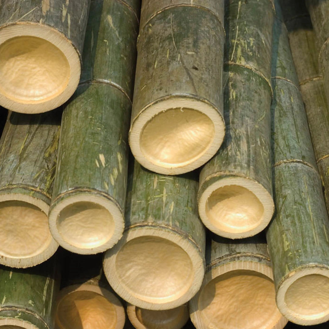 Bamboo