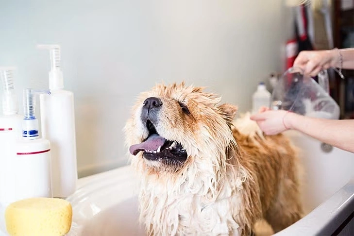 Convenience for Pet Owners